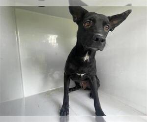 Labrador Retriever Dogs for adoption in Houston, TX, USA