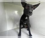Small Labrador Retriever