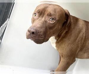 Mutt Dogs for adoption in Houston, TX, USA