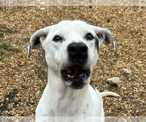 American Bulldog-Pointer Mix Dogs for adoption in Anniston, AL, USA
