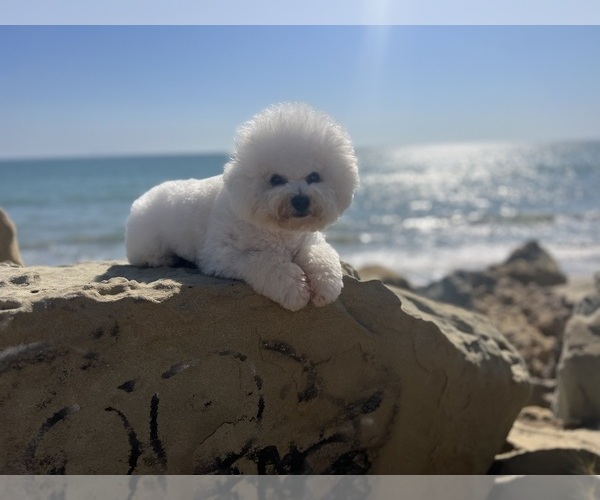 Medium Photo #1 Bichpoo Puppy For Sale in LAKE ELSINORE, CA, USA