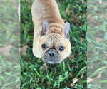 Small #2 French Bulldog