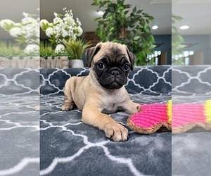 Pug Puppy for sale in GREENFIELD, IN, USA