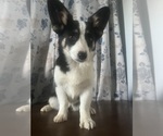 Small #63 Aussie-Corgi