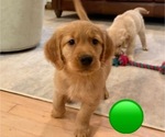 Puppy Green Golden Retriever