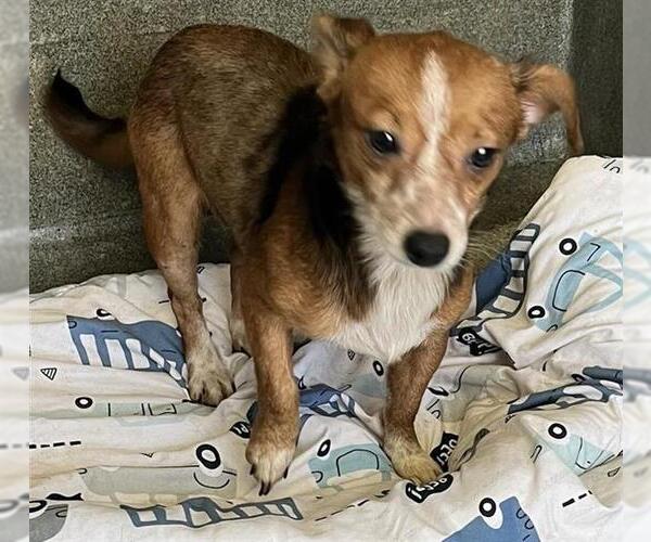 Medium Photo #1 Chihuahua-Unknown Mix Puppy For Sale in San Antonio, TX, USA