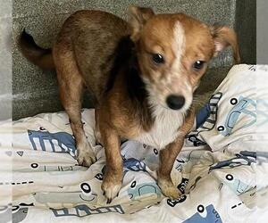 Chihuahua-Unknown Mix Dogs for adoption in San Antonio, TX, USA