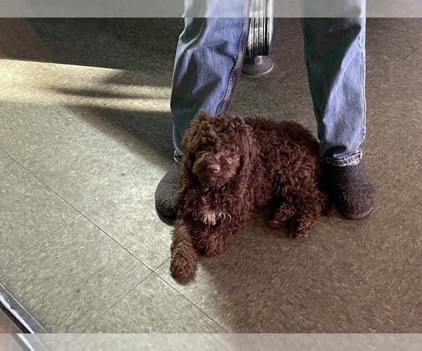 Medium Photo #1 Lagotto Romagnolo Puppy For Sale in MONDOVI, WI, USA