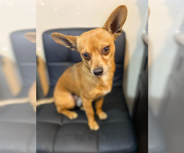 Medium Photo #4 Chihuahua-Unknown Mix Puppy For Sale in Cranston, RI, USA