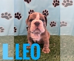 Small Photo #11 Bulldog Puppy For Sale in BOWLING GREEN, KY, USA