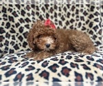 Small #4 Cavapoo