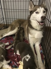 Mother of the Siberian Husky puppies born on 12/09/2018