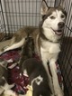 Small Photo #1 Siberian Husky Puppy For Sale in LAWRENCEVILLE, GA, USA