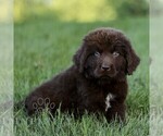 Small #1 Newfoundland