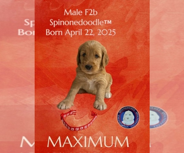 Medium Photo #1 Poodle (Standard)-Spinone Italiano Mix Puppy For Sale in CLEVELAND, OH, USA
