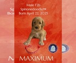 Puppy Maximum Poodle (Standard)-Spinone Italiano Mix