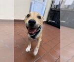 Small #3 Labrador Retriever Mix