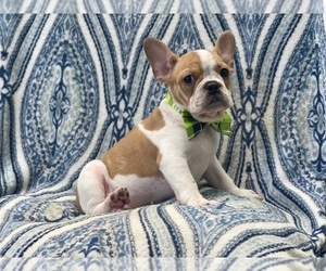 French Bulldog Puppy for sale in LAKELAND, FL, USA