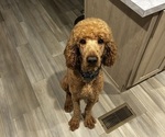 Small Poodle (Standard)