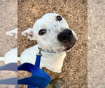 Small #8 American Pit Bull Terrier Mix
