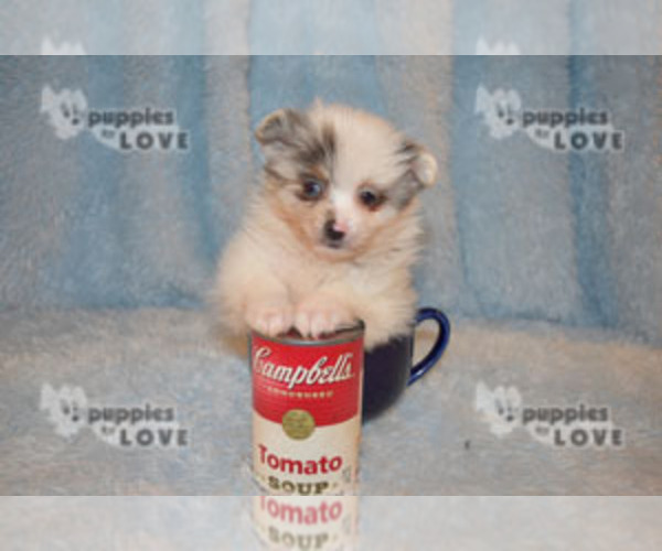 Medium Photo #19 Pomeranian Puppy For Sale in SANGER, TX, USA