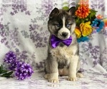 Small Photo #3 Siberian Husky Puppy For Sale in LANCASTER, PA, USA