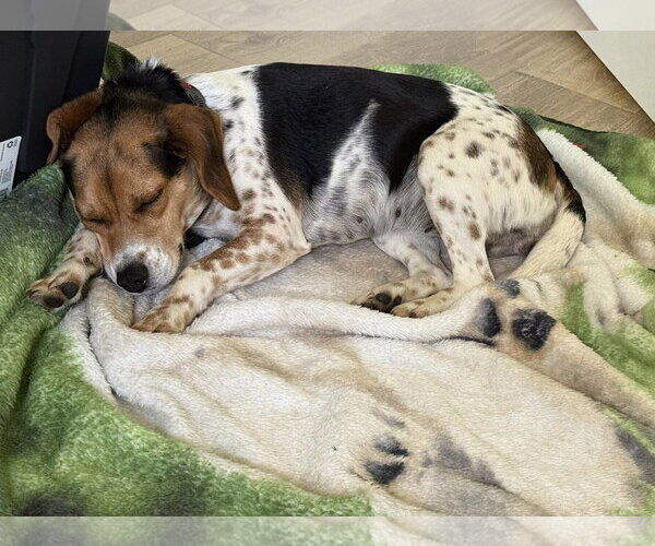 Medium Photo #2 Beagle Puppy For Sale in Greenville, SC, USA