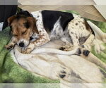 Small #1 Beagle