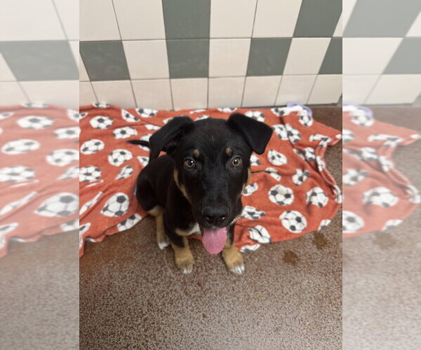 Medium Photo #3 German Shepherd Dog Puppy For Sale in Salinas, CA, USA