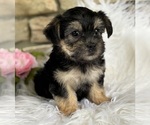 Small #3 Morkie