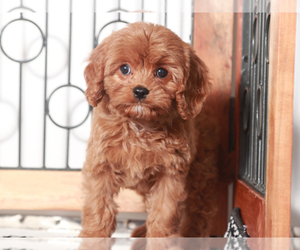 Cavapoo Puppy for sale in NAPLES, FL, USA