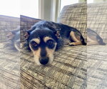 Small #3 Chihuahua Mix