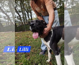 Great Dane-Unknown Mix Dogs for adoption in Hinton, WV, USA