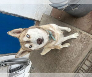 Luna - Female Siberian Husky Dog for Adoption - Photo #2