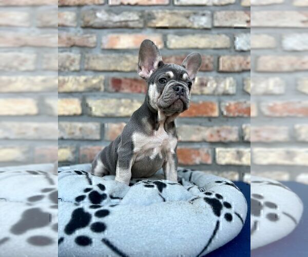 Medium Photo #11 French Bulldog Puppy For Sale in ERIAL, NJ, USA