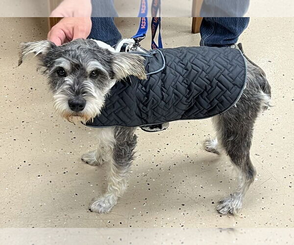 Medium Photo #1 Mutt Puppy For Sale in Mundelein, IL, USA