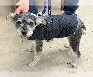 Mutt Dogs for adoption in Mundelein, IL, USA