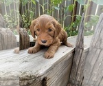 Puppy Candie Goldendoodle