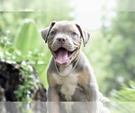 Puppy Bop Jack Russell Terrier