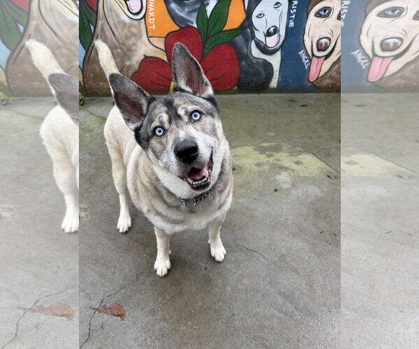 Medium Photo #3 Gerberian Shepsky Puppy For Sale in Cumming, GA, USA
