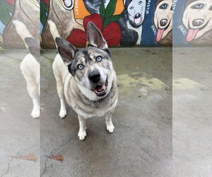 Lennox - Male Gerberian Shepsky Dog for Adoption - Photo #3
