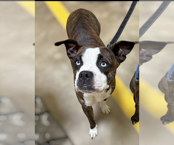 Medium Photo #1 Boston Terrier-Boxer Mix Puppy For Sale in Alexander, AR, USA