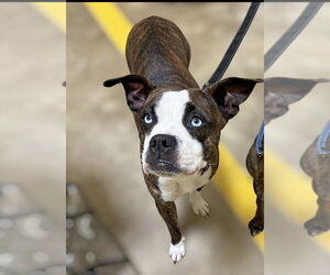 Boston Terrier-Boxer Mix Dogs for adoption in Alexander, AR, USA