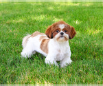 Blossom - Female Shih Tzu Puppy for Sale - Photo #3