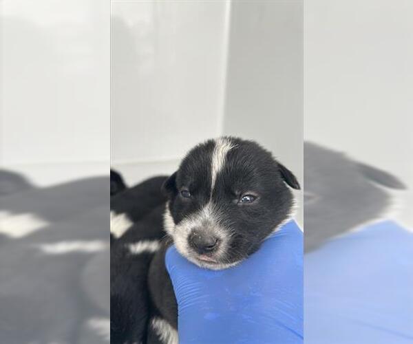 Medium Photo #1 Shepradors Puppy For Sale in Houston, TX, USA