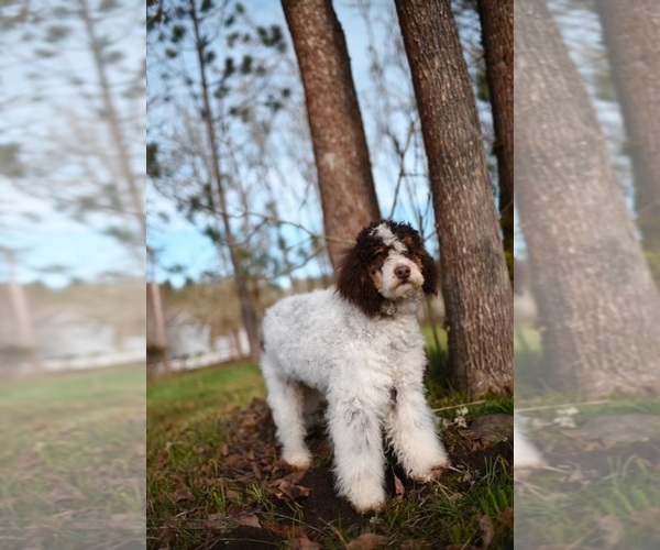 Medium Photo #13 Poodle (Standard) Puppy For Sale in KEIZER, OR, USA