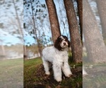 Small Photo #13 Poodle (Standard) Puppy For Sale in KEIZER, OR, USA