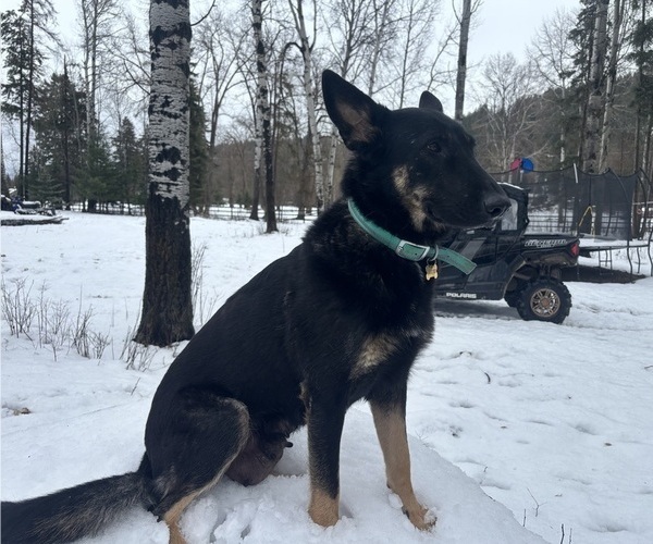 Medium Photo #1 German Shepherd Dog Puppy For Sale in LAKESIDE, MT, USA