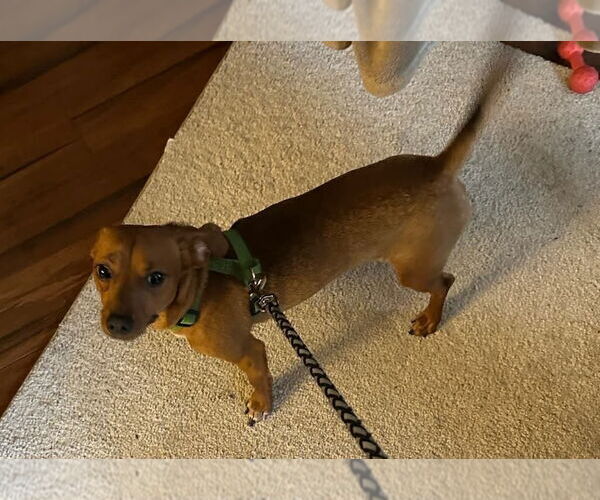 Medium Photo #2 Dachshund-Unknown Mix Puppy For Sale in Portland, IN, USA