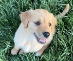 Puppy Violet Golden Retriever